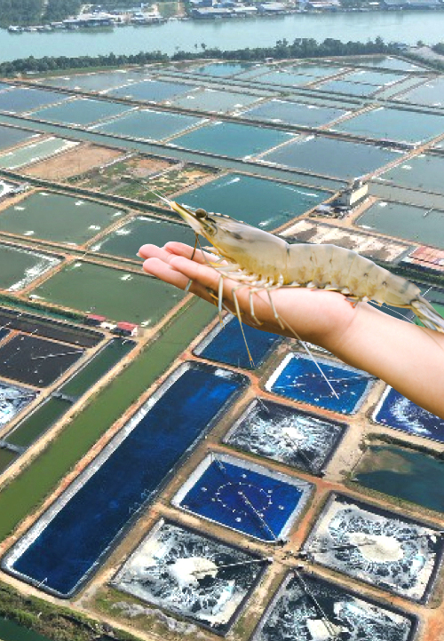 A&O AQUACULTURE